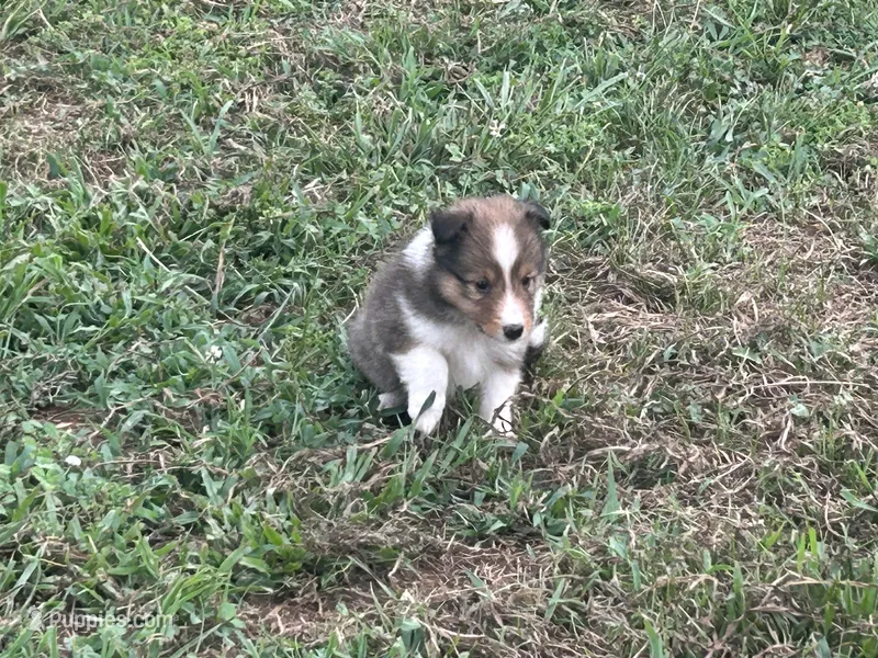 Prince # 2 – Shetland Sheepdog puppy for sale in Gladys, VA