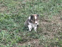 Prince # 2, a male Shetland Sheepdog for sale in Gladys, VA – 3 of 6