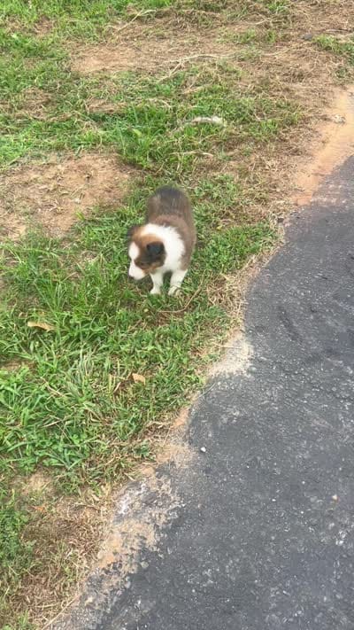 Prince, a male Shetland Sheepdog for sale in Gladys, VA – 4 of 4