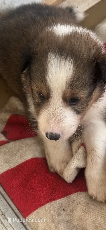 Lady Luck – Shetland Sheepdog puppy for sale in Gladys, VA