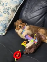 Prince Charming , a male Shetland Sheepdog for sale in Gladys, VA – 1 of 3