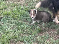Prince # 2, a male Shetland Sheepdog for sale in Gladys, VA – 4 of 6