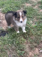 Prince # 2, a male Shetland Sheepdog for sale in Gladys, VA – 1 of 6