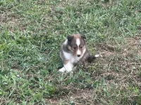 Prince # 2, a male Shetland Sheepdog for sale in Gladys, VA – 5 of 6