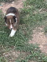 Prince Charles , a male Shetland Sheepdog for sale in Gladys, VA – 2 of 6