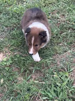 Prince Charles , a male Shetland Sheepdog for sale in Gladys, VA – 4 of 6