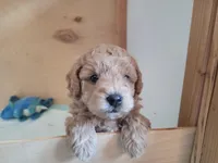 Bruce, a male Miniature Aussiedoodle for sale in Worthington, MN – Photo 3 of 5