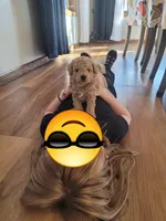 Bruce, a male Miniature Aussiedoodle for sale in Worthington, MN – Photo 2 of 5