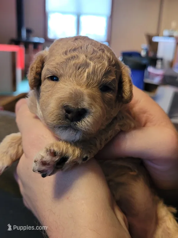 Bruce – Miniature Aussiedoodle puppy for sale in Worthington, MN