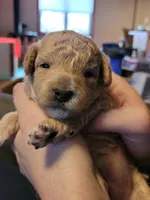 Bruce, a male Miniature Aussiedoodle for sale in Worthington, MN – Photo 1 of 5