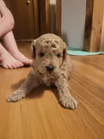 Bruce, a male Miniature Aussiedoodle for sale in Worthington, MN – Photo 4 of 5