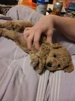 Bruce, a male Miniature Aussiedoodle for sale in Worthington, MN – Photo 5 of 5