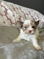 Foxy, a male Yorkshire Terrier for sale in Pearland, TX – 3 of 4