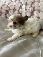 Foxy, a male Yorkshire Terrier for sale in Pearland, TX – 2 of 4
