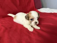 June, a female Shih Tzu for sale in Pearland, TX – 2 of 4