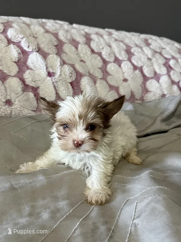 Foxy – Yorkshire Terrier puppy for sale in Pearland, TX