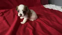 June, a female Shih Tzu for sale in Pearland, TX – 4 of 4