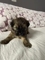 Maltipoo, a male Maltipoo for sale in Pearland, TX – Photo 1 of 3