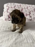 Maltipoo, a male Maltipoo for sale in Pearland, TX – Photo 3 of 3