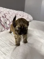 Maltipoo, a male Maltipoo for sale in Pearland, TX – Photo 2 of 3