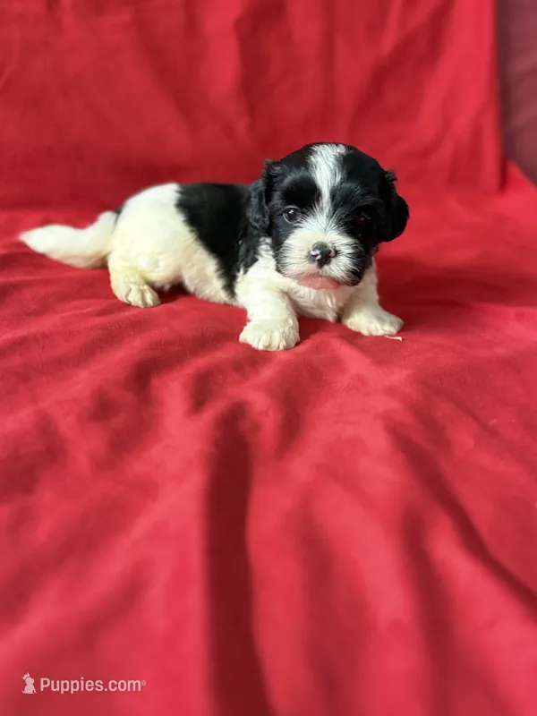 Jack – Shih Tzu puppy for sale in Pearland, TX