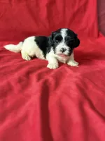 Jack, a male Shih Tzu for sale in Pearland, TX – 1 of 2