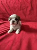 June, a female Shih Tzu for sale in Pearland, TX – 3 of 4