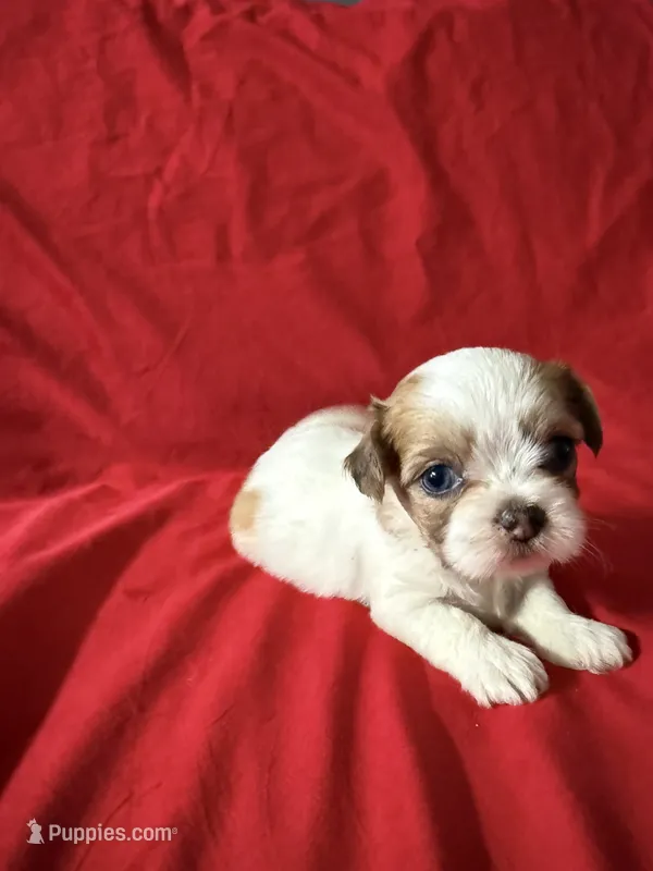 June – Shih Tzu puppy for sale in Pearland, TX