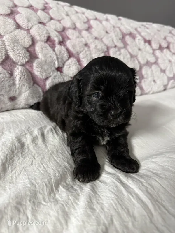 Maltipoo  – Maltipoo puppy for sale in Pearland, TX