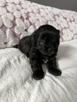 Maltipoo , a female Maltipoo for sale in Pearland, TX – Photo 2 of 2