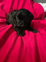 Maltipoo , a female Maltipoo for sale in Pearland, TX – Photo 1 of 2