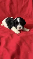 Jack, a male Shih Tzu for sale in Pearland, TX – 2 of 2