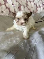 Foxy, a male Yorkshire Terrier for sale in Pearland, TX – 4 of 4