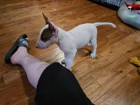 processed/1fd26911-f4cf-4925-bbbc-51c76926c2de/listing/11e2e8ca-68b1-4aea-b2e6-d3b5ebd7c38f/1a630387-5b54-44a4-afba-2e6974bfebc1