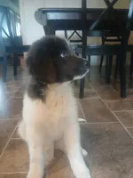 Peaches, a female Newfoundland for sale in Millersburg, OH – 4 of 6