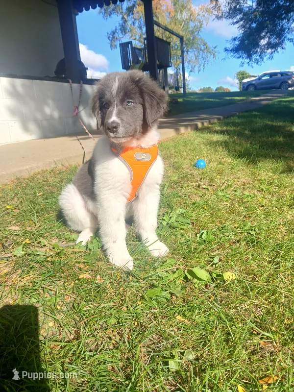 Peaches – Newfoundland puppy for sale in Millersburg, OH