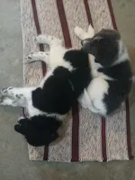 Peaches, a female Newfoundland for sale in Millersburg, OH – 3 of 6
