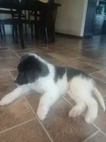 Peaches, a female Newfoundland for sale in Millersburg, OH – 5 of 6