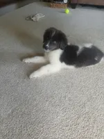 Peaches, a female Newfoundland for sale in Millersburg, OH – 6 of 6
