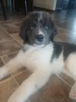 Peaches, a female Newfoundland for sale in Millersburg, OH – 2 of 6