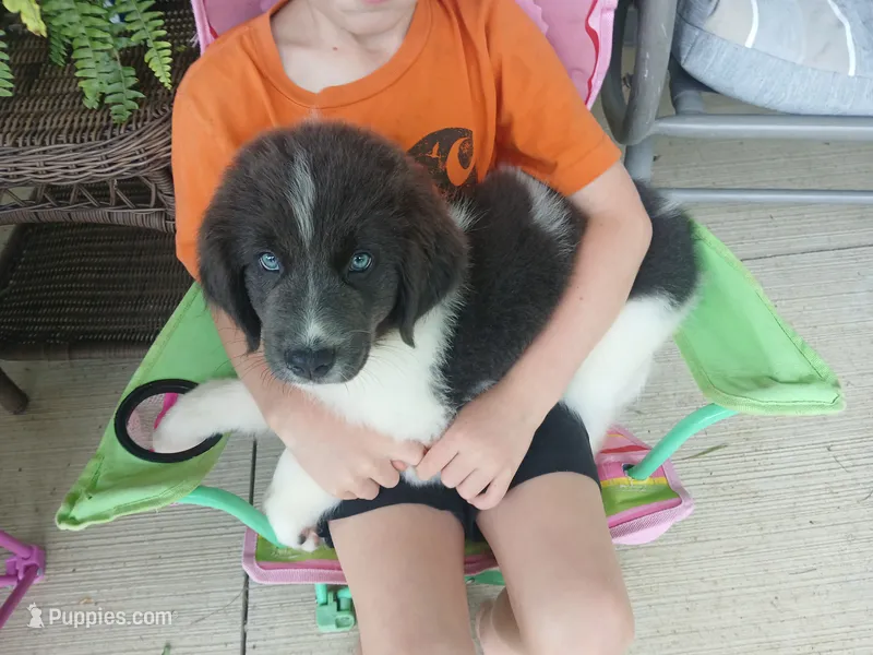 Peaches – Newfoundland puppy for sale in Millersburg, OH