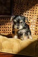 Lola, a female Yorkshire Terrier for sale in Cincinnati, OH – Photo 4 of 6