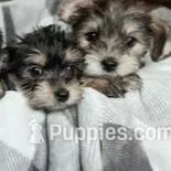 Lola, a female Yorkshire Terrier for sale in Cincinnati, OH – Photo 6 of 6