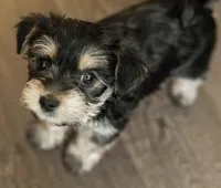 Lola, a female Yorkshire Terrier for sale in Cincinnati, OH – Photo 5 of 6