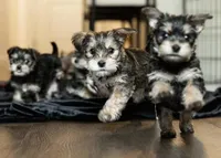 Lola, a female Yorkshire Terrier for sale in Cincinnati, OH – Photo 3 of 6