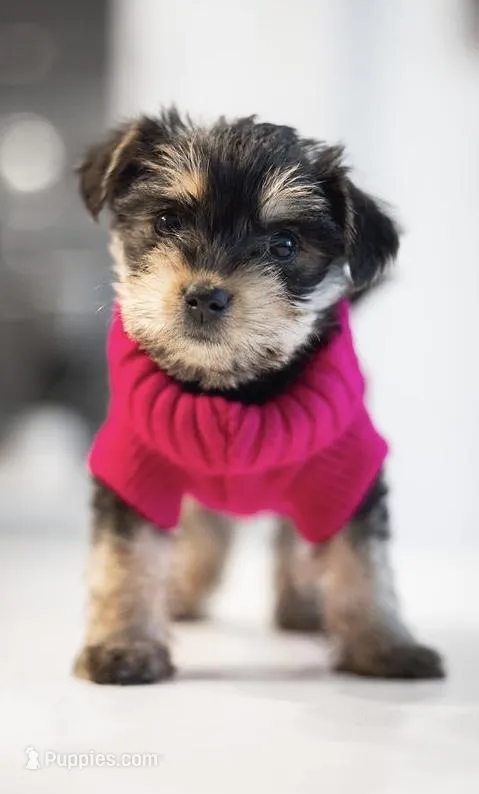 Lola, a female Yorkshire Terrier for sale in Cincinnati, OH – Photo 1 of 6