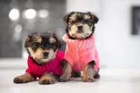 Lola, a female Yorkshire Terrier for sale in Cincinnati, OH – Photo 2 of 6