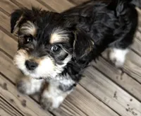 Lola, a female Yorkshire Terrier for sale in Cincinnati, OH – Photo 4 of 6