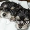 Dillon , a male Yorkshire Terrier for sale in Cincinnati, OH – Photo 2 of 4
