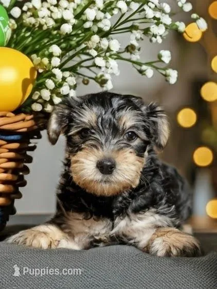 Dillon  – Yorkshire Terrier puppy for sale in Cincinnati, OH